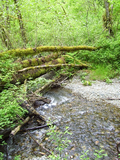 Carey Creek Trail.